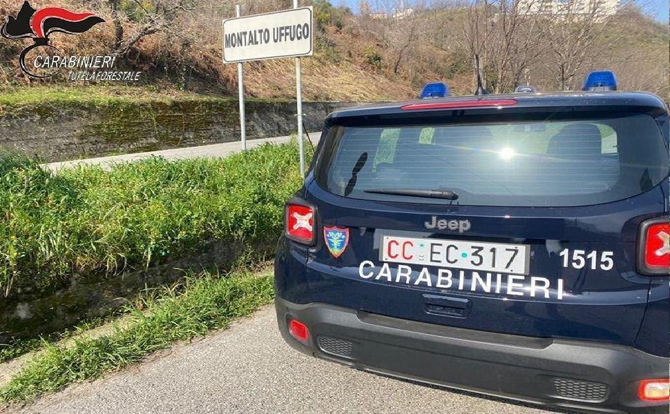 Montalto, cani per la custodia del gregge non dichiarati: multato allevatore 51 montalto controlli strada 1