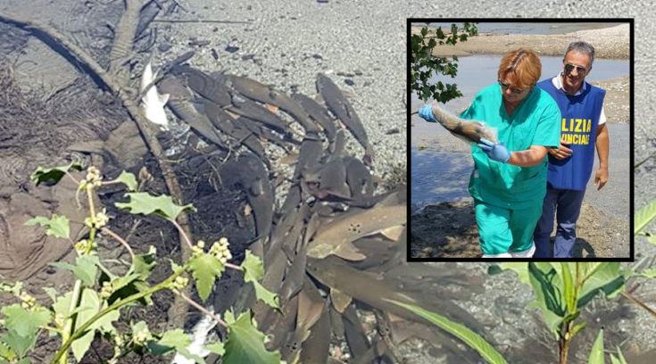 moria pesci Bisignano home