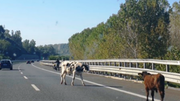 mucche in autostrada 653x367 625x350 1571496081