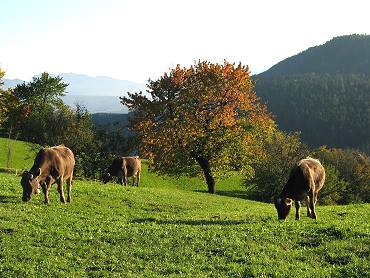 Ladri di bovini in trasferta, arrestati 3 calabresi nel Siracusano 203 mucche2