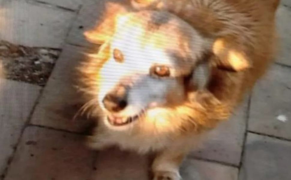 musetta 1