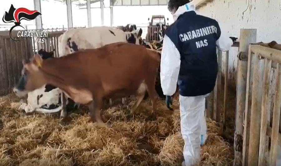 nas animali macellati senza controllo cosenza crotone