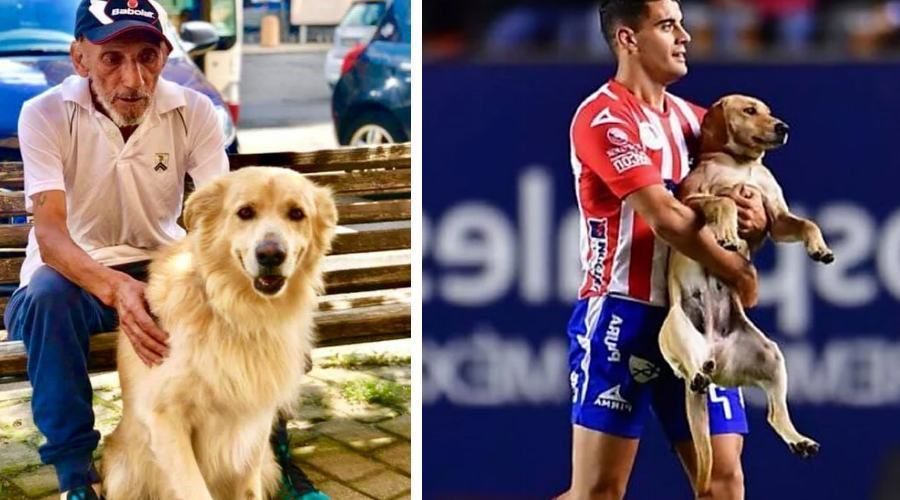 nerone e randagio in campo