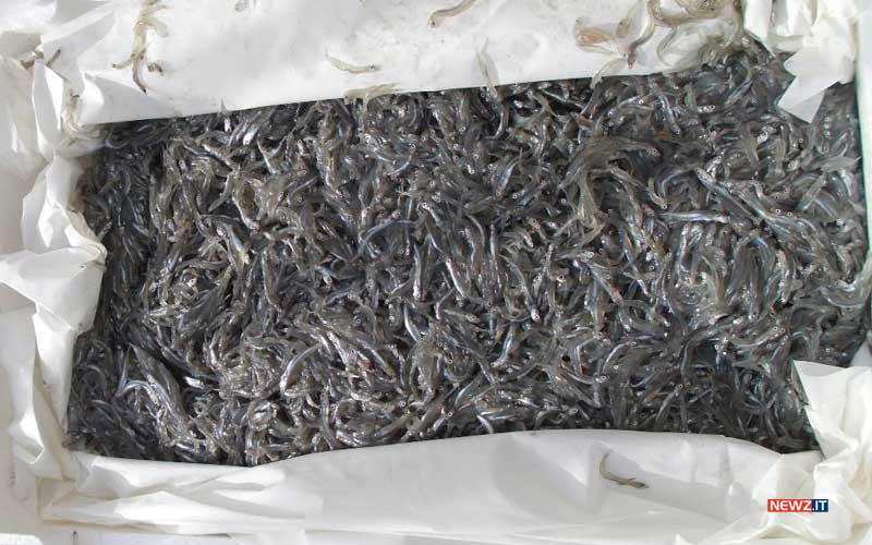 novellame di sarda bianchetto