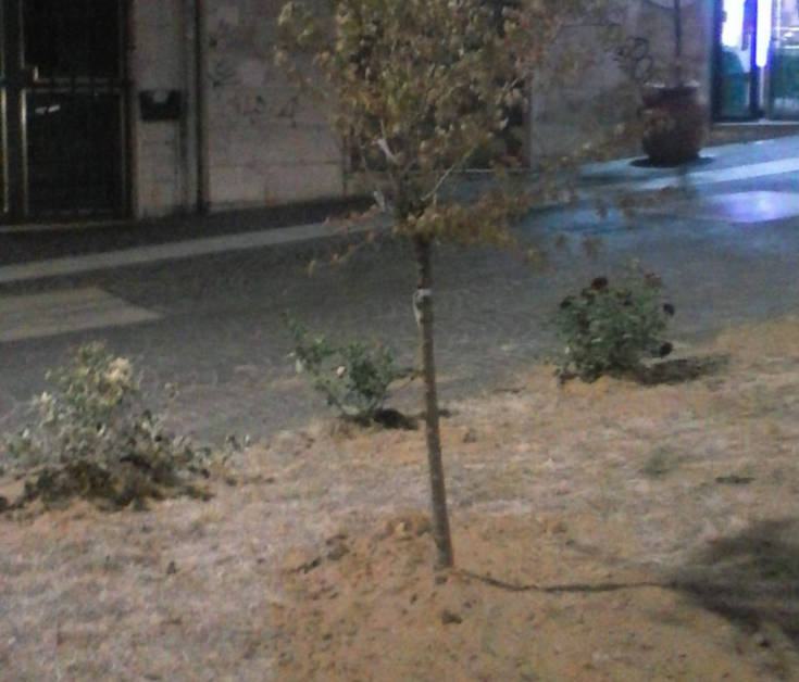 nuova vegetazione a piazza Scura