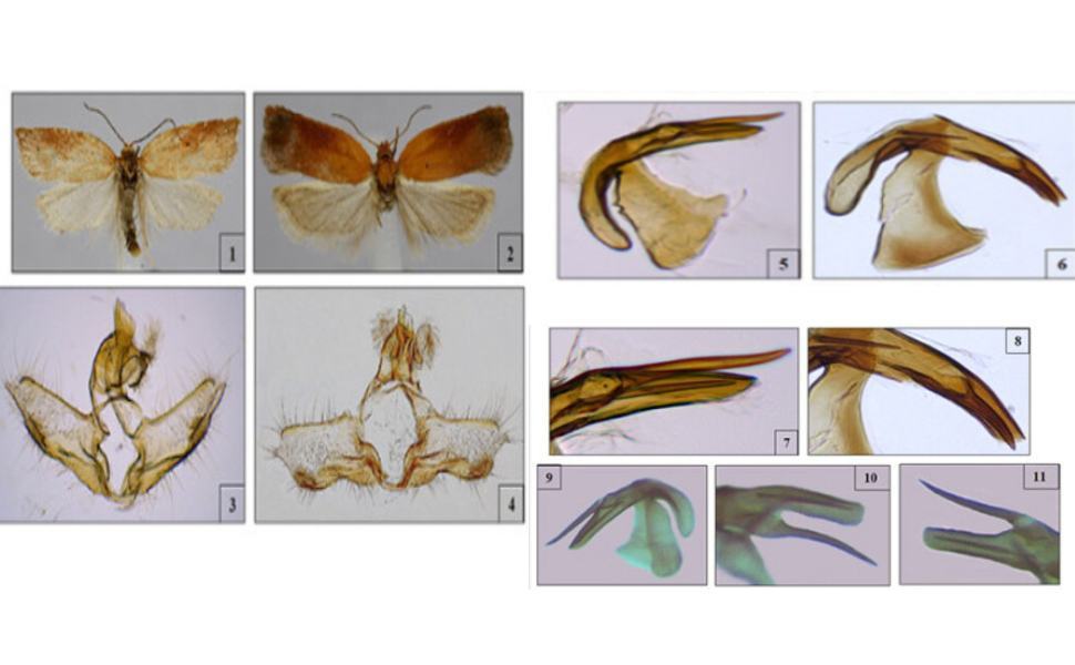 nuovo insetto Acleris silana Trematerra 1