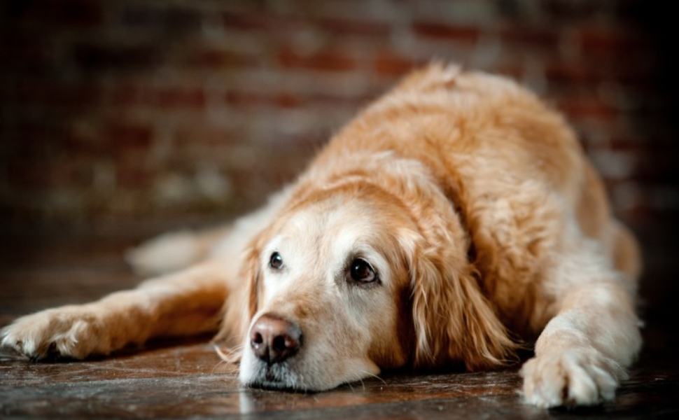 old dog