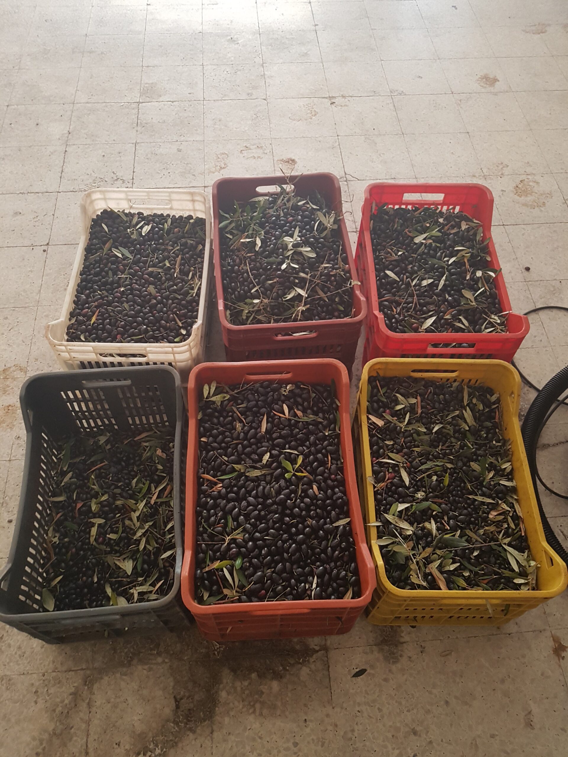 Vestiti da operai agricoli rubano oltre 200 chili di olive, due arresti 51 olive cc scaled