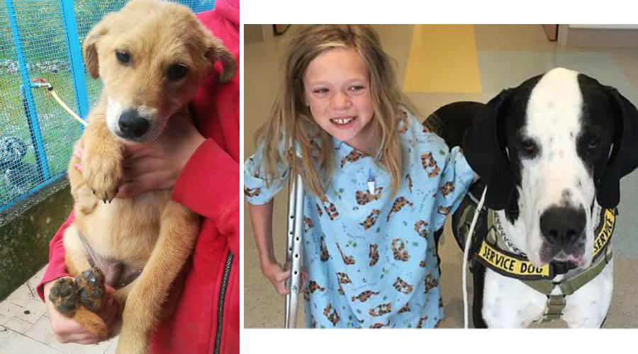 oliver bella e george qui zampa