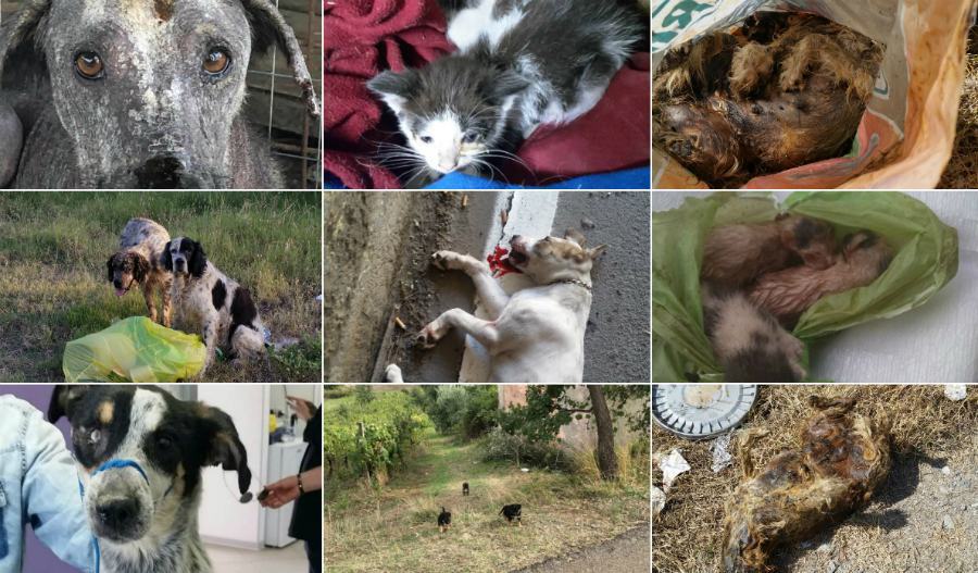 onda calabra animalisti