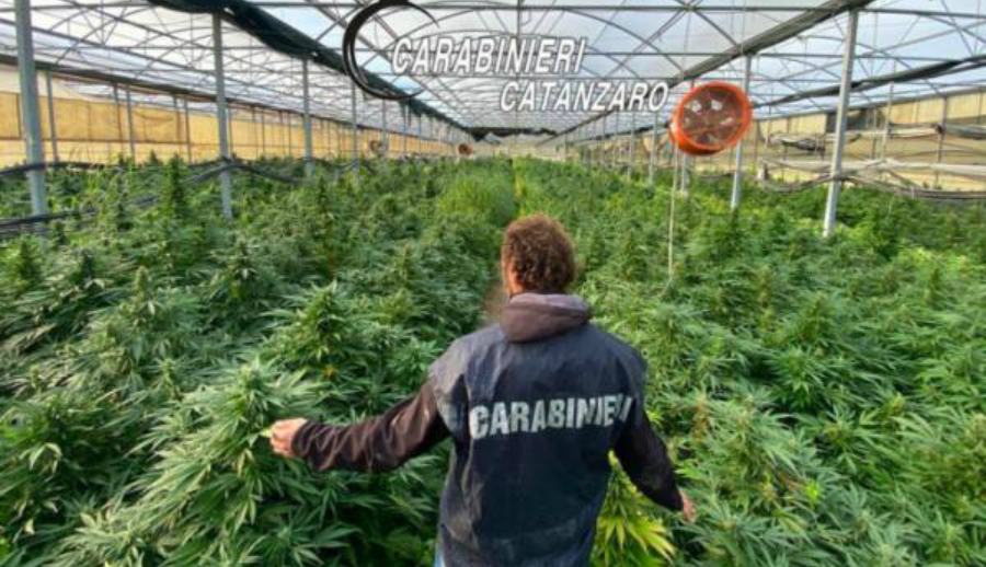 Novemila piante di canapa in un'azienda orto-floro-vivaistica, 8 arresti 53 operazione oro verde catanzaro 8 arresti