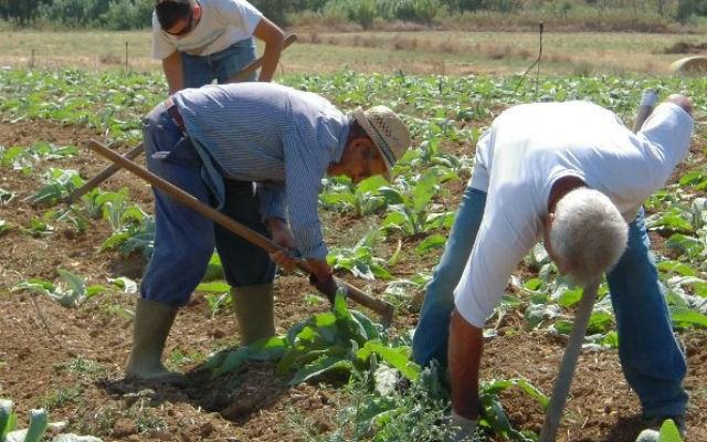 ''Orti Solidali'', altri 42 terreni assegnati alle famiglie del cosentino 212 orti solidali