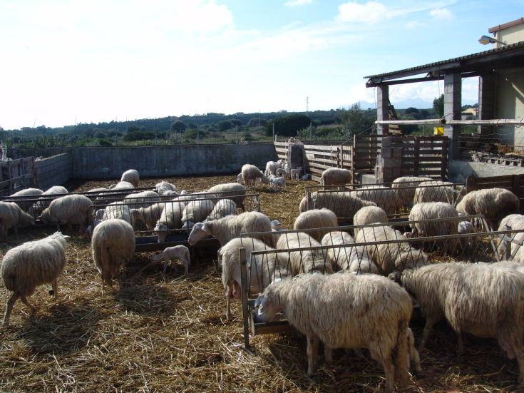 Arrestato pastore per produzione di sostanze stupefacenti 191 ovile