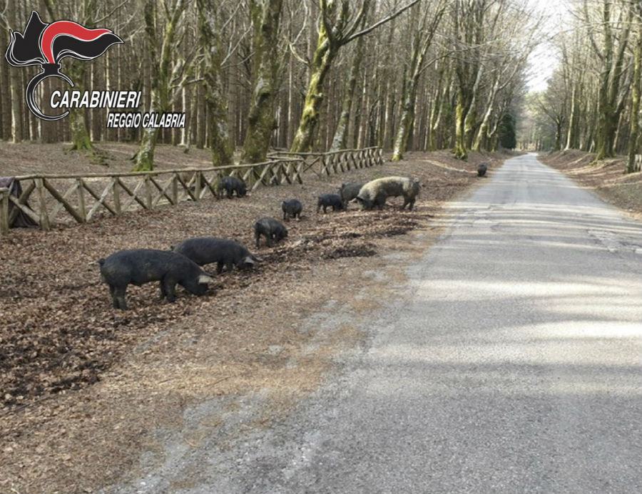 pascolo abusivo aspromonte