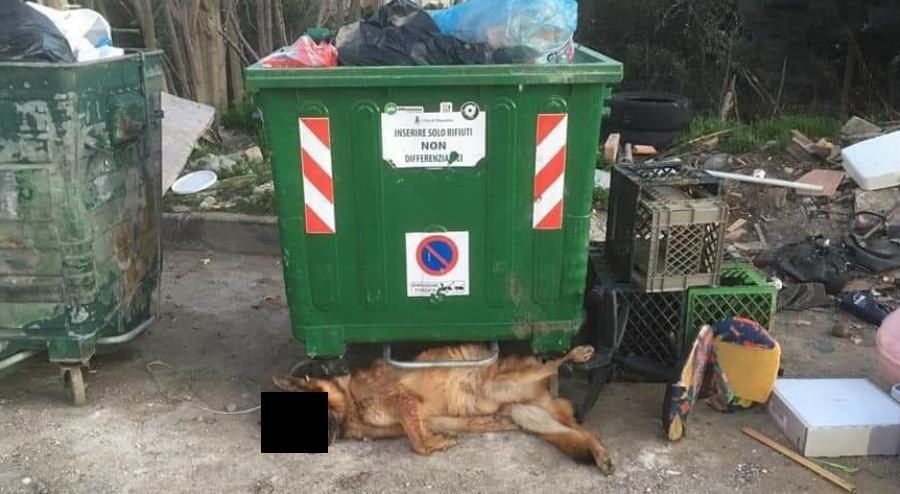 pastore tedesco corigliano rossano spazzatura