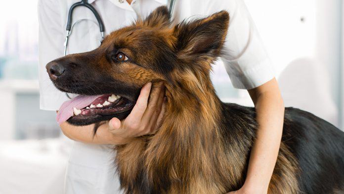 pastori tedesco tumore seno 696x392 1