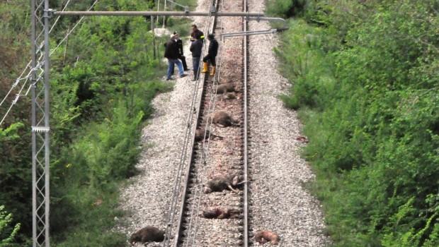 pecore treno