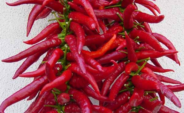 peperoncino di Calabria