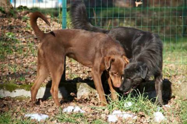 pero e poro copertina