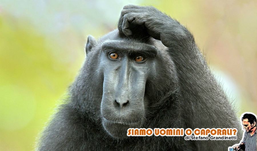 perplesso scimmia rubrica grandinetti