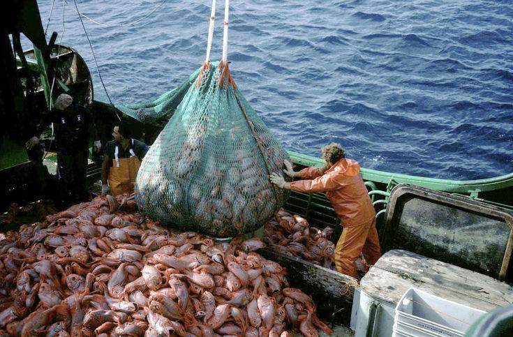 Fermo pesca sullo Ionio e sul Tirreno, per un mese niente pesce fresco 197 pesca