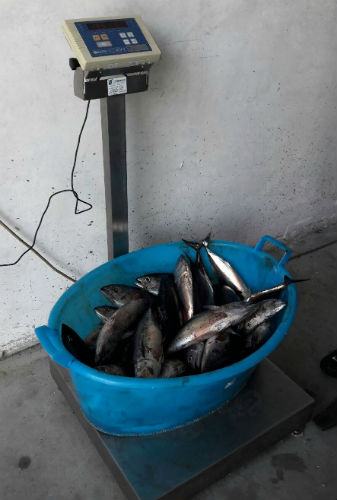 pesca2