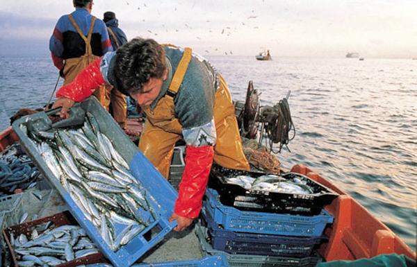 Comparto ittico, in arrivo oltre un milione per la trasformazione dei prodotti della pesca 51 pescato2 2