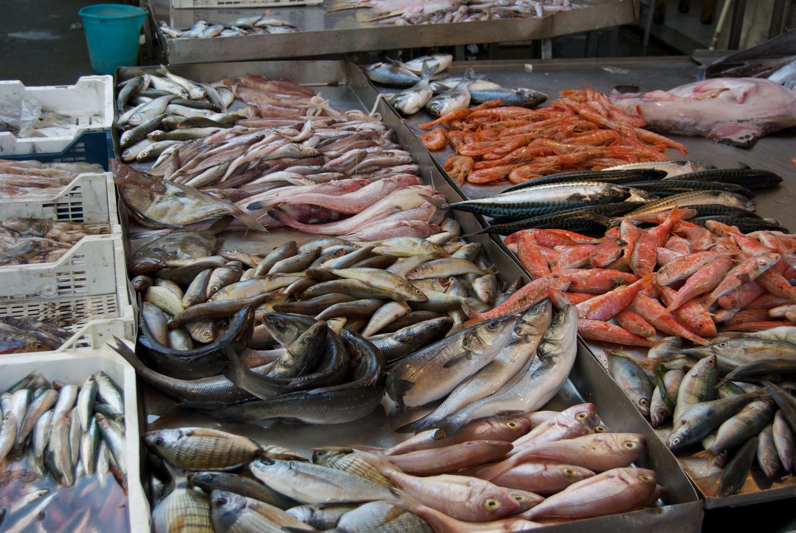 Sequestrati 800 chili di pesce 'illegale' in provincia di Cosenza 51 pesce 1 scaled