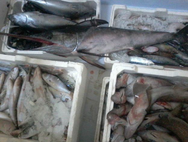 pesce sequestrato 02