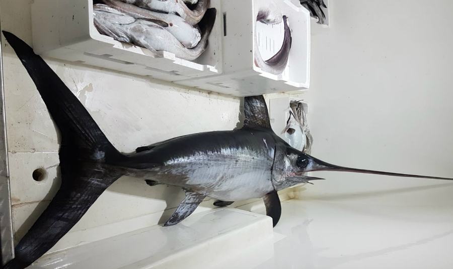 pesce spada illegale