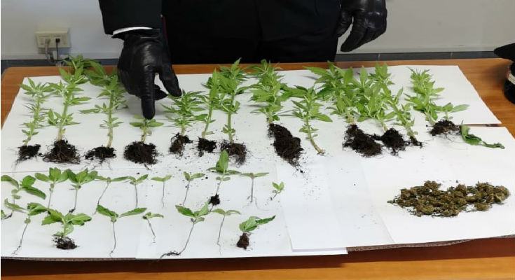 piane crati marijuana 1