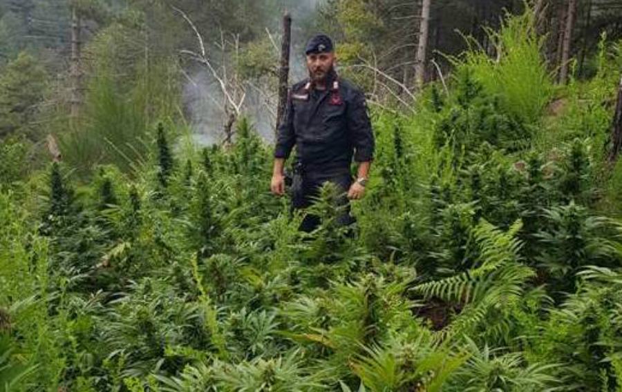 piantagione 01 carabinieri