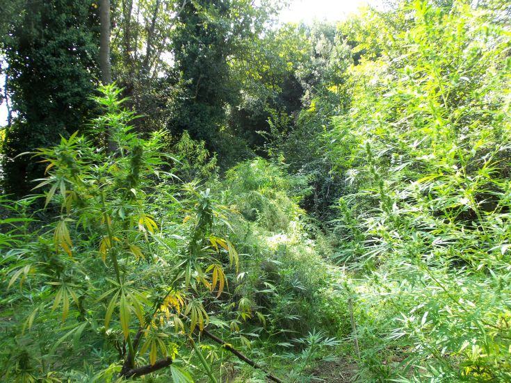 Scoperta piantagione di marijuana abbandonata, indagini per risalire al proprietario 188 piantagione abbandonata