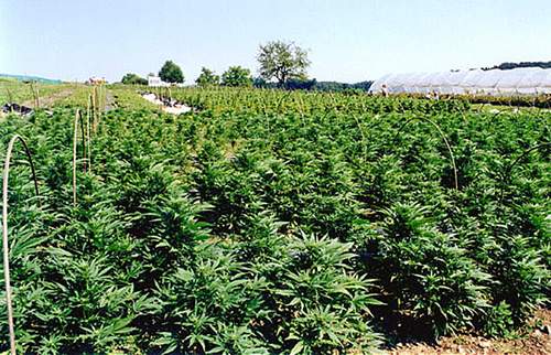 piantagione canapa 1