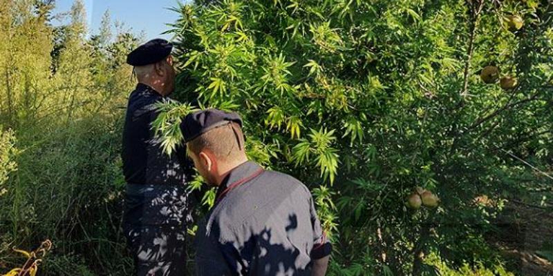 piantagione canapa carabinieri