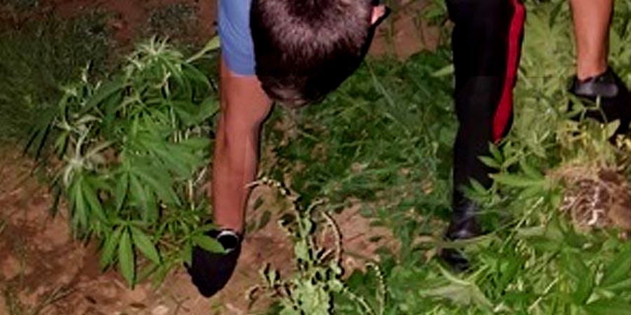 piantagione canapa indiana lamezia