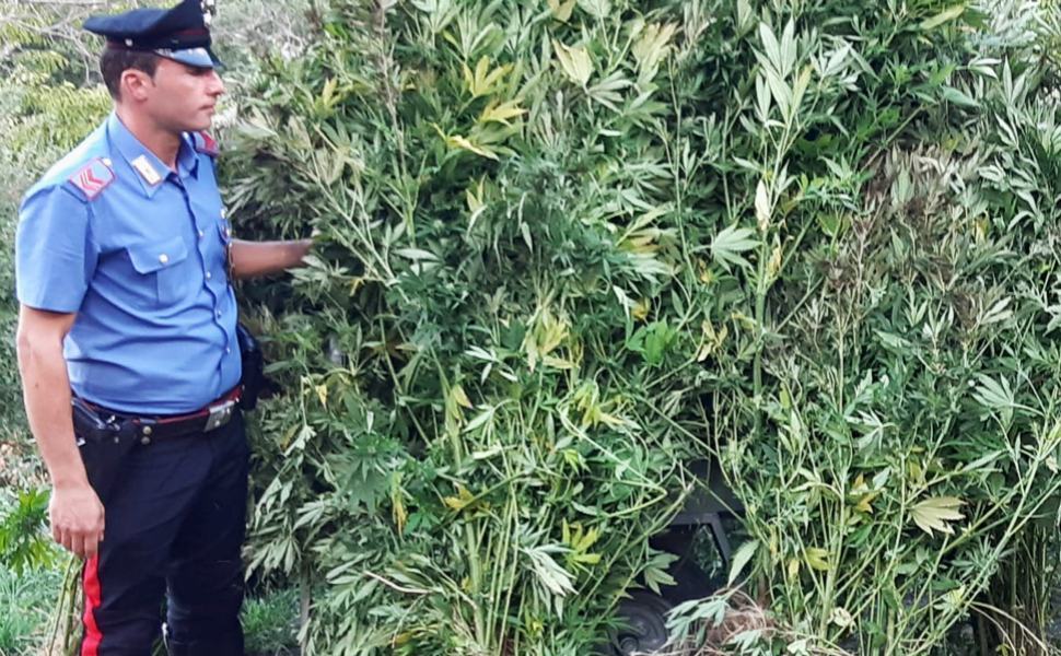 piantagione carabinieri petrona