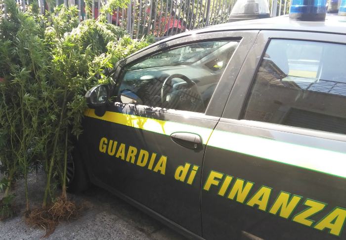 piantagione-finanza-cetraro