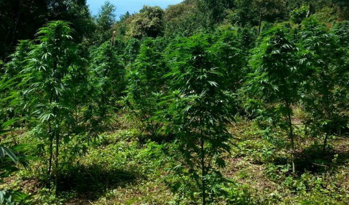 Piante di marijuana alte fino a quattro metri trovate in un bosco 51 piantagione marijuana 1 2