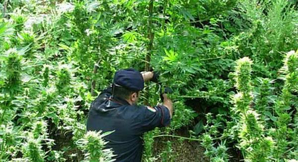 piantagione-marijuana