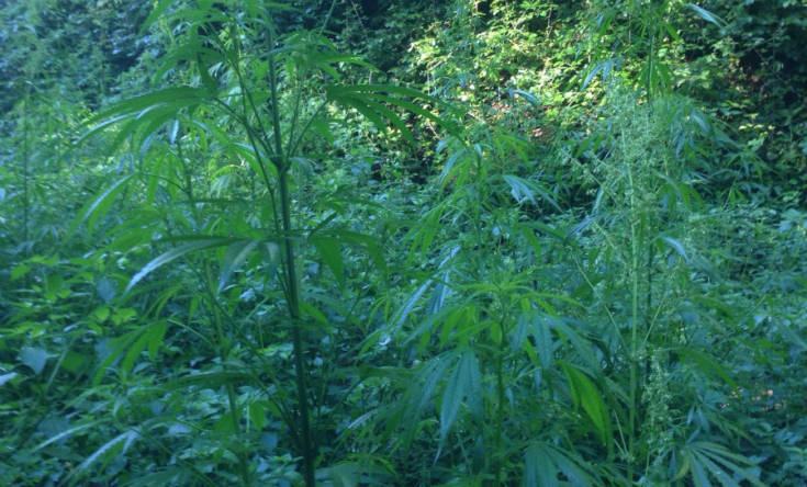 piantagione marijuana 3