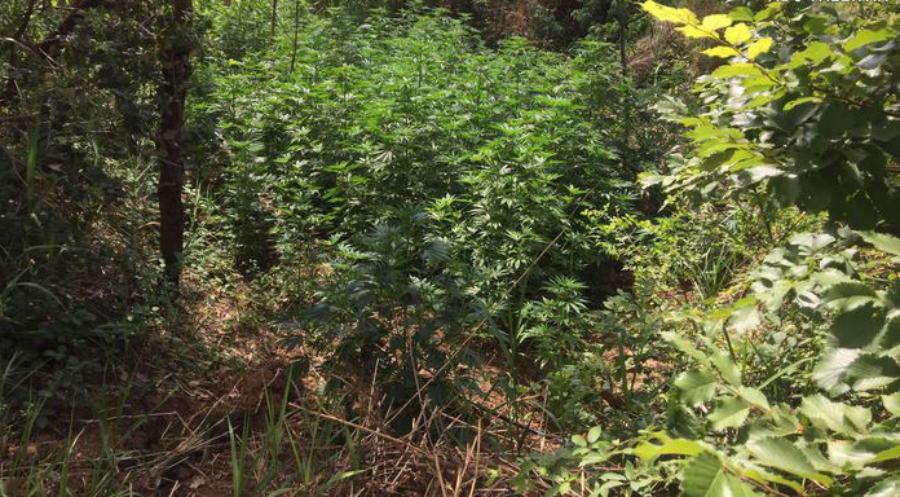 Coltiva droga nel terreno vicino casa, un arresto 51 piantagione marijuana 7