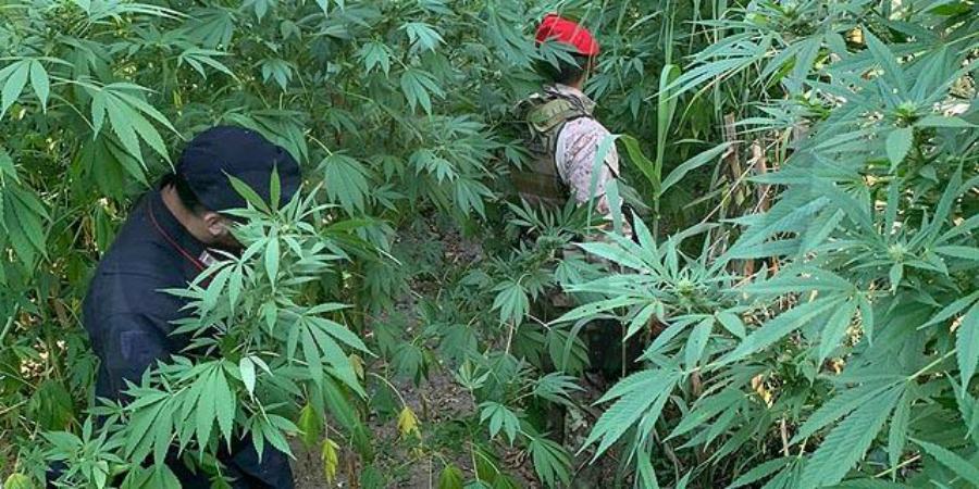 piantagione marijuana 9