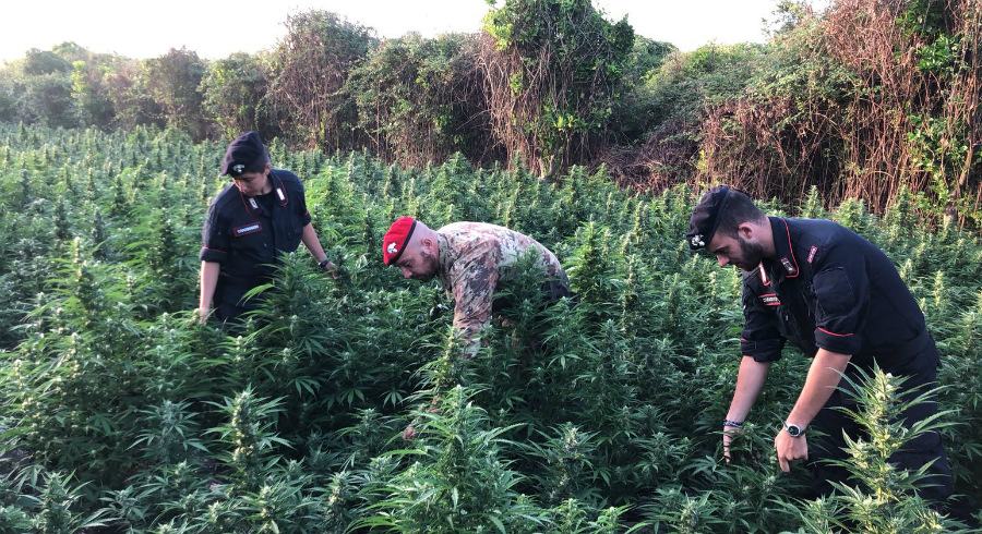 Marijuana, coltelli, evasione e mandato di arresto internazionale: 5 arresti 51 piantagione marijuana carabinieri 01