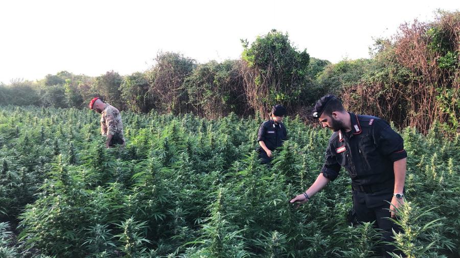 Sequestrate 3200 piante di canapa indiana, due arresti 53 piantagione marijuana carabinieri 2