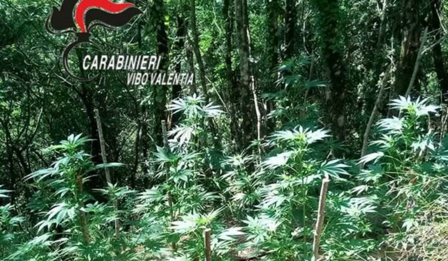 piantagione marijuana fabrizia 1