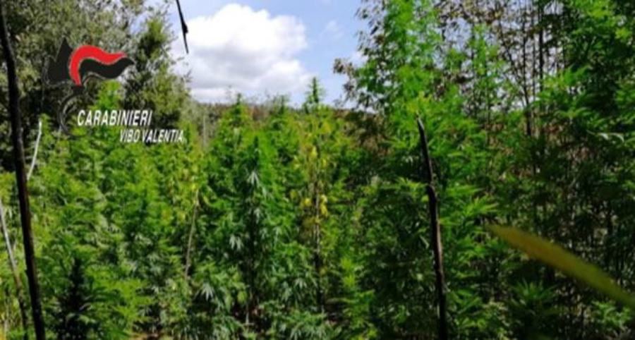 Piantagioni di marijuana scoperte dai carabinieri, 1.350 piante estirpate e distrutte 51 piantagione marijuana fabrizia