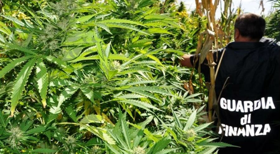 piantagione marijuana finanza