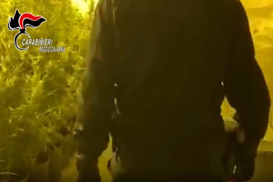 Duecento piante di marijuana in un casolare abbandonato 51 piantagione marijuana indoor palmi