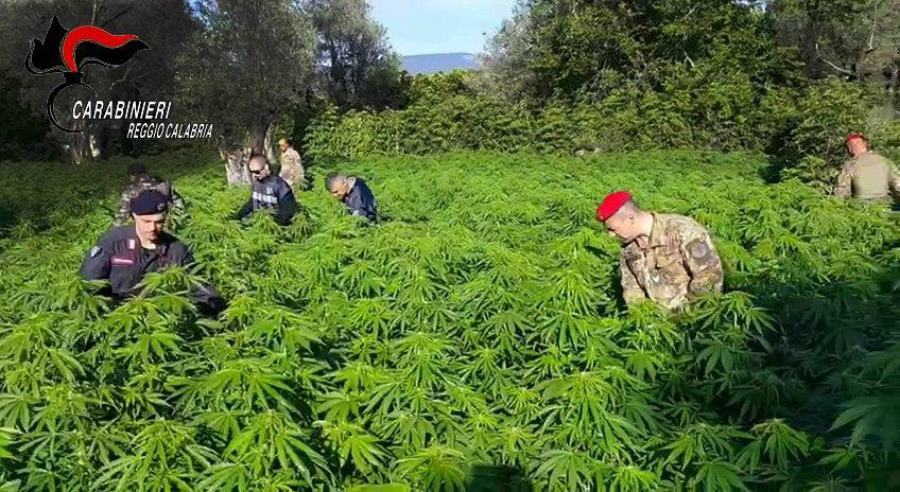 Coltivava marijuana, arrestato 55enne. Scoperte 475 piante 51 piantagione marijuana reggio calabria